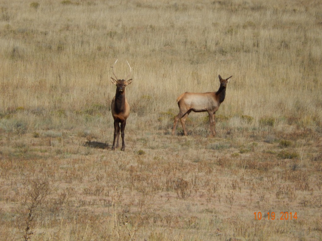Elk on NM 104