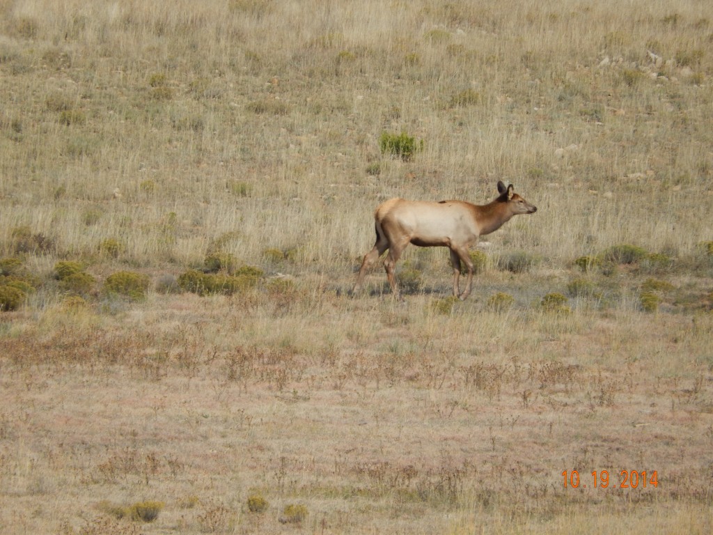 Elk on NM 104